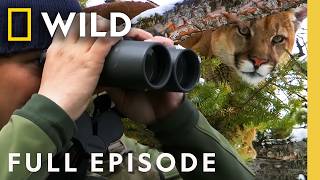 Stalking the Mountain Lion (Full Episode) | America the Wild | Nat Geo Animals