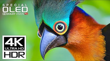 Most Stunning HDR Video 4K ULTRA HD | Dolby Vision HDR 4K 60 fps