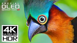 Most Stunning HDR Video 4K ULTRA HD | Dolby Vision HDR 4K 60 fps