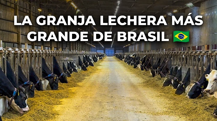 100 MIL LITROS DE LECHE AL DÍA | FAZENDA COLORADO 🇧🇷