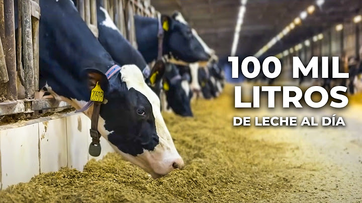 100 MIL LITROS DE LECHE AL DÍA | FAZENDA COLORADO 🇧🇷