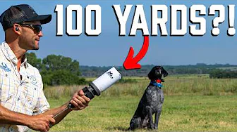 The Secret Tool Every Bird Dog Trainer Needs!