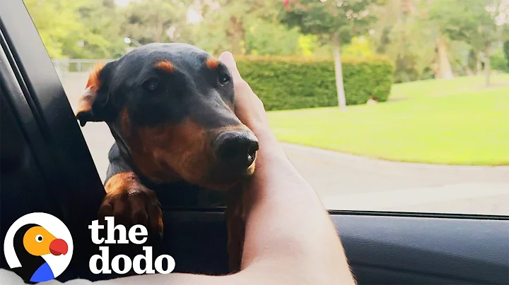 Couple Finds A Doberman Puppy On Their Way To A Hike | The Dodo