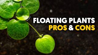 Floating Plants 🌿 10 Best For Freshwater Aquariums!