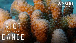 Coral Is Alive! The Ocean’s Hidden Creature | The Riot And The Dance