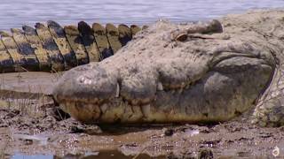 Burundi Deadliest Crocodile