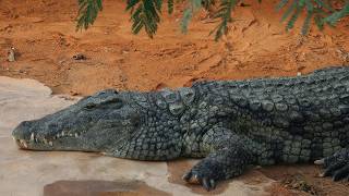 Burundi Deadliest Crocodile