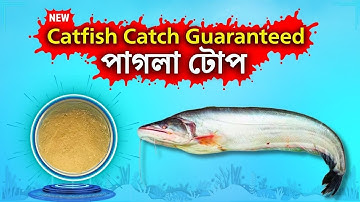 🔥 বাংলার নদীতে বোয়াল মাছ ধরার সেরা ফর্মুলা! | ৫ উপকরণে Wallago Catfish Super Bait