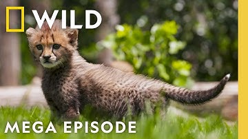 Cute Baby Zoo Animals & More | Secrets of the Zoo MEGA Episode | Nat Geo Animals