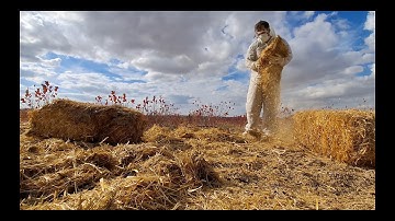 Mulching Vegetable Garden Area in My Berry Farm | No Talking | Silent Gardening