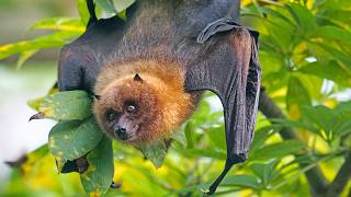 Without Bats… Nature Falls Apart!