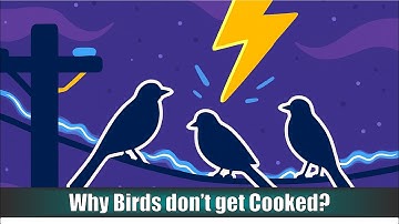 Why Birds Don’t Get Shocked on Wires