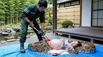 Japanese Wildlife Rescue Saves Pregnant Woman from Giant Burmese Python