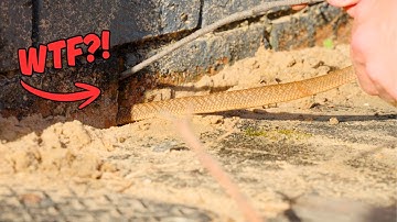 TENSE Oostelijke Bruine Slang Redding