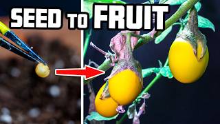 Growing Eggplant That Lays Golden Eggs (Time-Lapse)