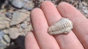 Finding My FIRST Ordovician Trilobite! Fossil Hunting, Ontario Rockhounding