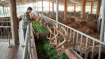 Chỉ Nuôi Vài Con Hươu Nga Trong Vườn, Cô Gái Này Kiếm Lời Hơn 100 Triệu Mỗi Năm