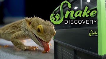 Snake Discovery Sent me Their New Enclosure, Let
