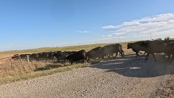 This Gate Automatically Sorts CALVES!!