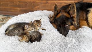 Protective German Shepherd Watches Over Foster Kittens as They Sleep