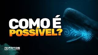 Baleias Falam Entre Si? Cientistas acabam de decodificar a linguagem das baleias usando IA...
