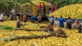Buah-Buahan yang Paling Banyak Dipanen di Dunia 💥 30 Panen Buah Gila yang Harus Anda Lihat untuk ...