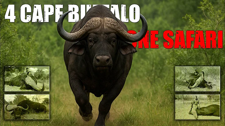 Targeting 4 Cape Buffalo in South Africa
