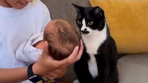 This Is Your Daily Dose Of Cats Day 19