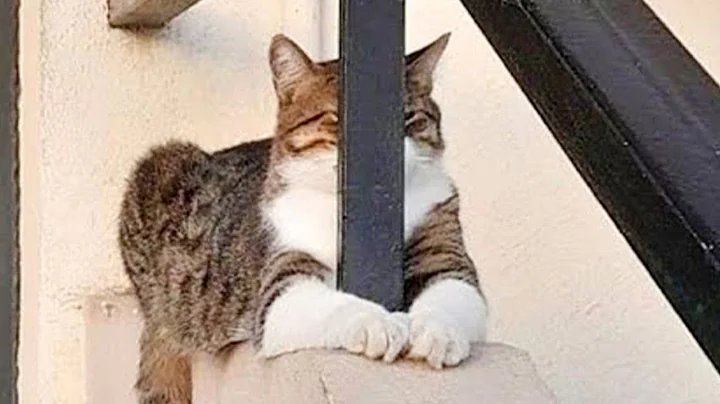 Try Not to Laugh! Hilarious and Funniest CAT Videos of the Year 😂