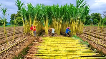 Satisfying Video Working & Exciting Factory Machines, Ingenious Tool, Admirable Worker