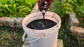 7 Days to Healthier Soil and Greener Plants — Here’s How!