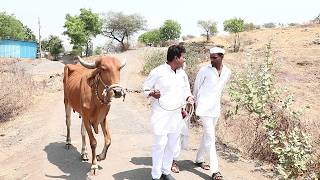 जाल्याच्या गाईनी फोडलं डेप्युटीच नाक | राया मराठी - भाग - १८५ | Raya Marathi Episode - 185