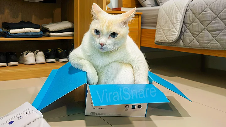 Funny Animals Moments Part 18 – Cats, Dogs & More!