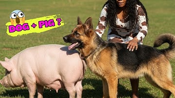 The Hybrid Experiment: Can Love Create a Perfect DOG-PIG? (Part 1)