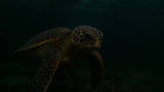 Cikgu Naim - Penyu | Lirik & Subtitle