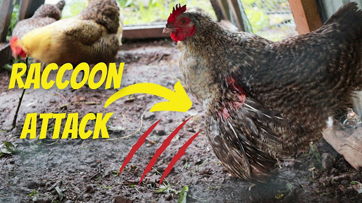 Raccoons Got Into My Chicken Tractor Last Night (Here's What Happened)