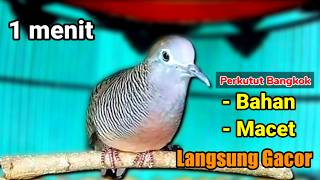 Pancingan PERKUTUT BANGKOK GACOR Kutut Bangkok Negel bisa bikin BUNYI kutut yang malas jadi manggung