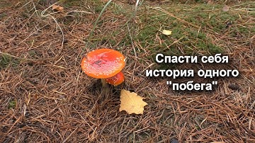 История одного СЗЧ