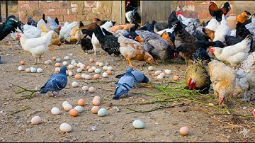 Free Range Chicken Farming for Profit – Low Cost Poultry Farming & Organic Egg Collection