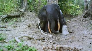 Gabon: when the climate forces the meeting of elephants and whales