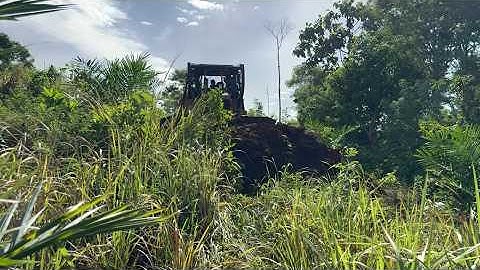 Caterpillar D6R XL Bulldozer Clears Heavy Bush to Build New Road