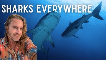 14 Tiger Sharks Surround ME