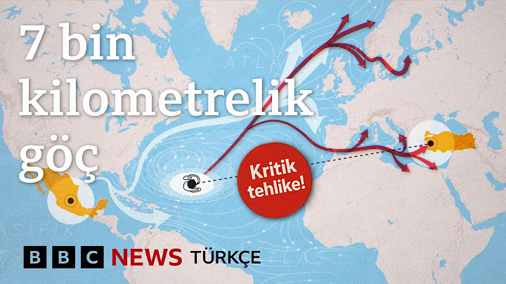 Yılan balığının 7000 km 3 yıl süren Meksika’dan Türkiye Bafa gölüne yolculuğu