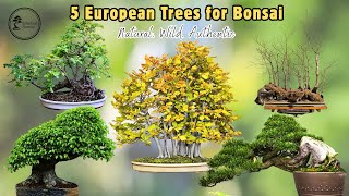 European Bonsai Origins: 5 Native Trees Every Artist Should Know