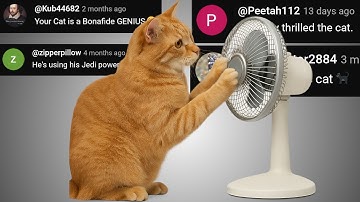 A CAT and a FAN - Chat Music