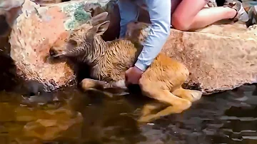 Man saves drowning moose, minutes later it does something unexpected