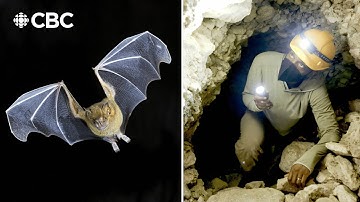 You’ve never seen bats like this