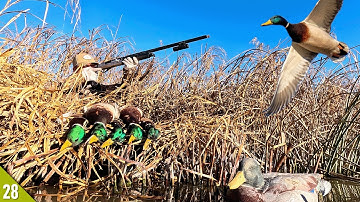 One Hour MALLARD Limit (ALL DRAKES)! | Solo Duck Hunt (Catch, Clean, Cook)