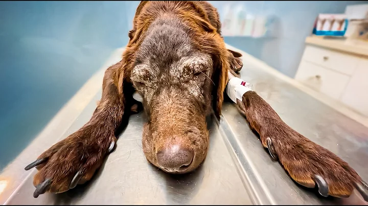 This Dog Is in Danger