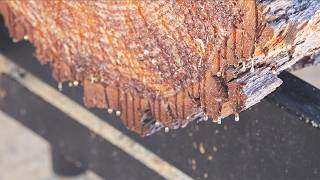 Day 584 - The Biggest Tree, you can literally see the sap draining